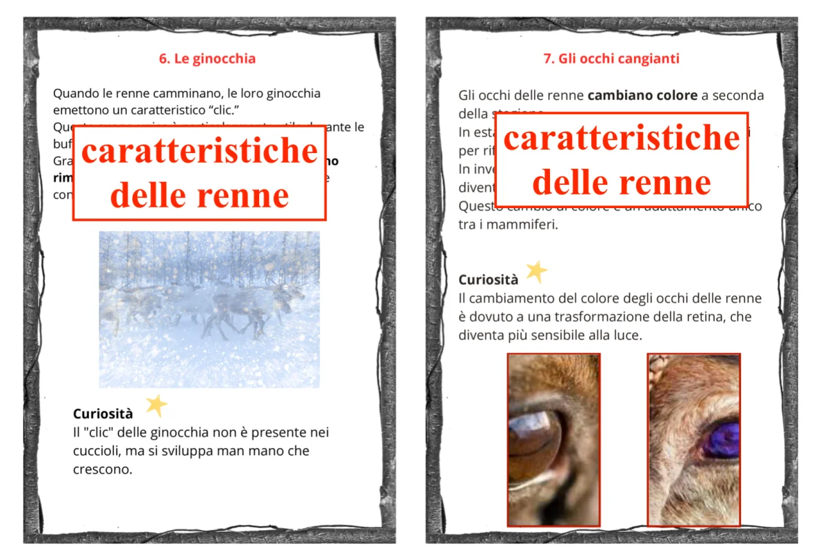 Tra natura e matematica; 11 carte per conoscere le renne con due opzioni per la didattica a stazioni(metematica/italiano) cl: III/V - immagine 7