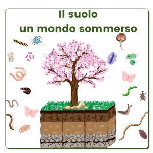 Il suolo; un mondo da scoprire