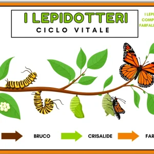 I lepidotteri; ciclo vitale della farfalla